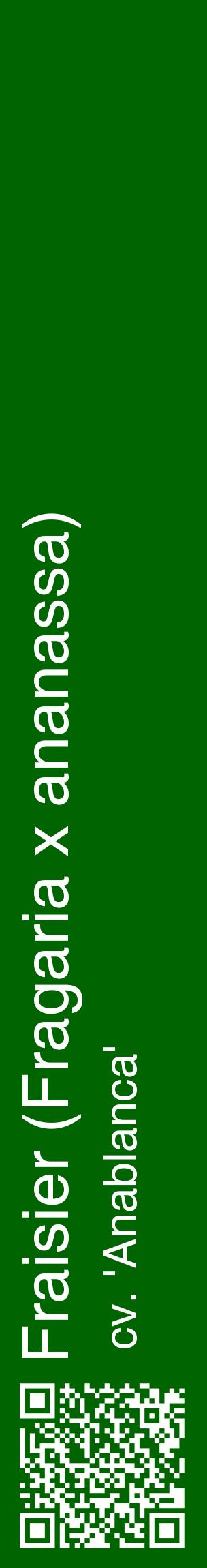 Étiquette de : Fragaria x ananassa cv. 'Anablanca' - format c - style blanche8_basiquehel avec qrcode et comestibilité