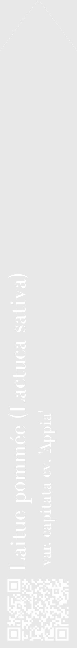 Étiquette de : Lactuca sativa var. capitata cv. 'Appia' - format c - style blanche55_simple_simplebod avec qrcode et comestibilité - position verticale