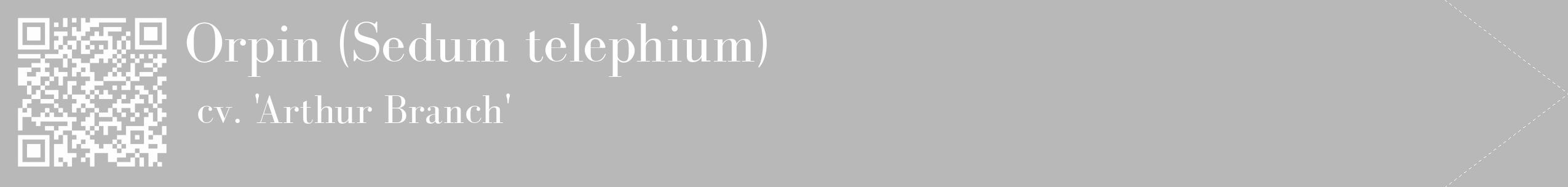 Étiquette de : Sedum telephium cv. 'Arthur Branch' - format c - style blanche39_simple_simplebod avec qrcode et comestibilité