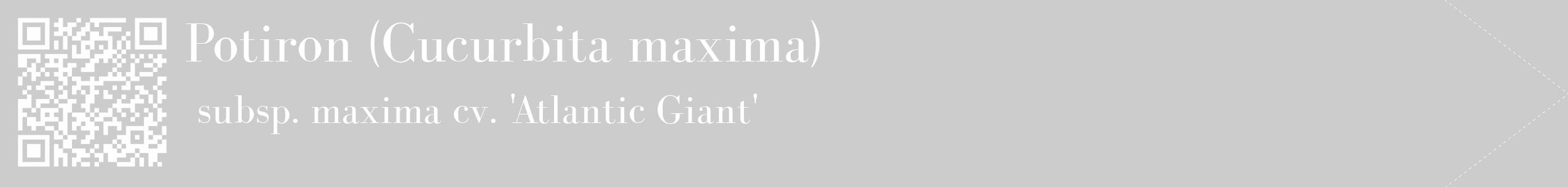 Étiquette de : Cucurbita maxima subsp. maxima cv. 'Atlantic Giant' - format c - style blanche0_simple_simplebod avec qrcode et comestibilité