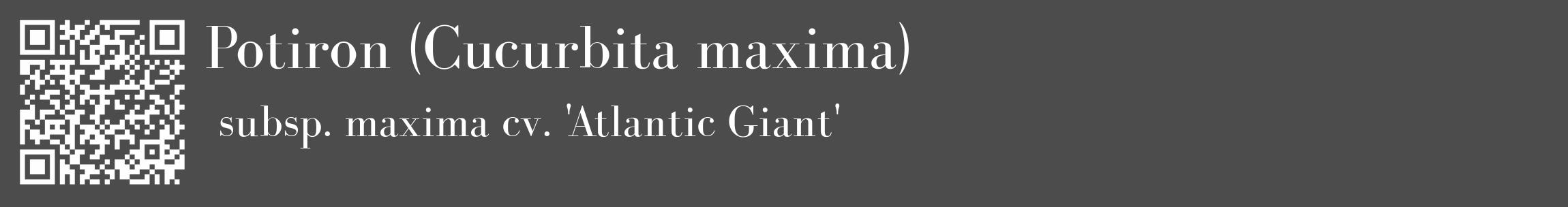 Étiquette de : Cucurbita maxima subsp. maxima cv. 'Atlantic Giant' - format c - style blanche27_basique_basiquebod avec qrcode et comestibilité