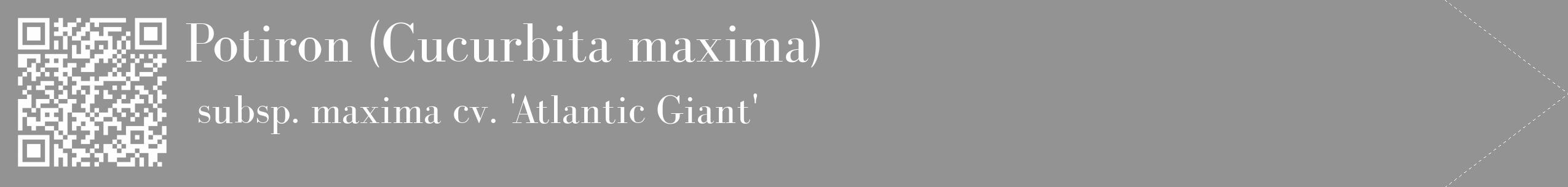 Étiquette de : Cucurbita maxima subsp. maxima cv. 'Atlantic Giant' - format c - style blanche44_simple_simplebod avec qrcode et comestibilité