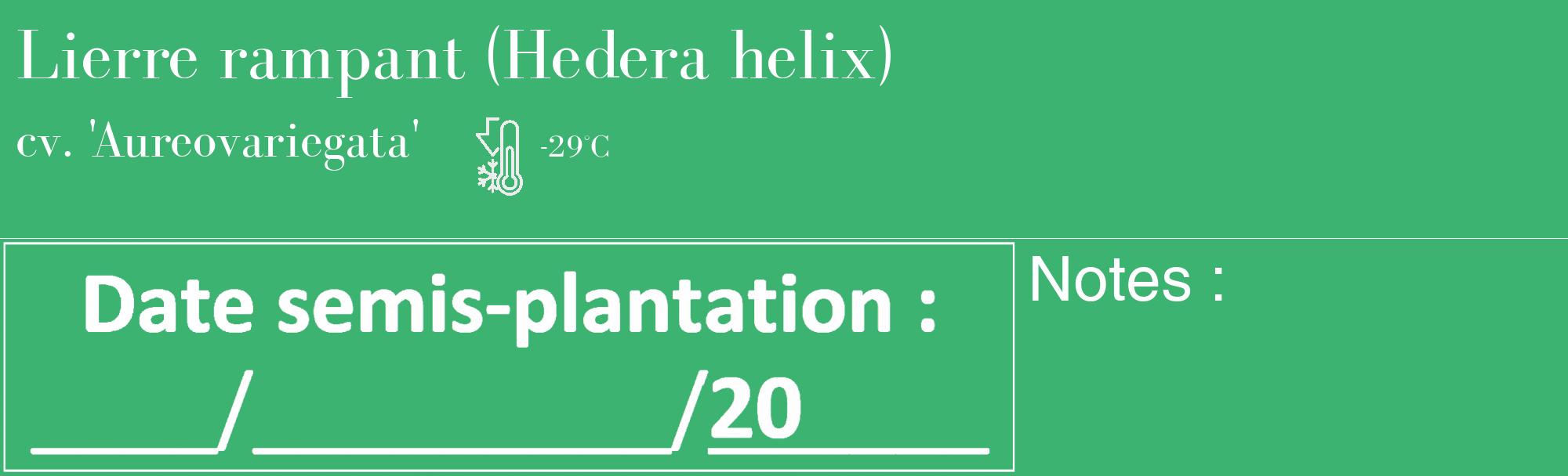 Étiquette de : Hedera helix cv. 'Aureovariegata' - format c - style blanche12_basique_basiquebod avec comestibilité