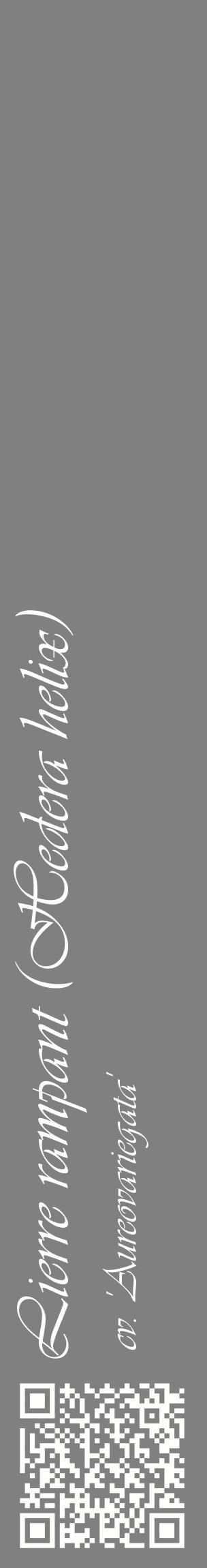 Étiquette de : Hedera helix cv. 'Aureovariegata' - format c - style blanche57_basiqueviv avec qrcode et comestibilité