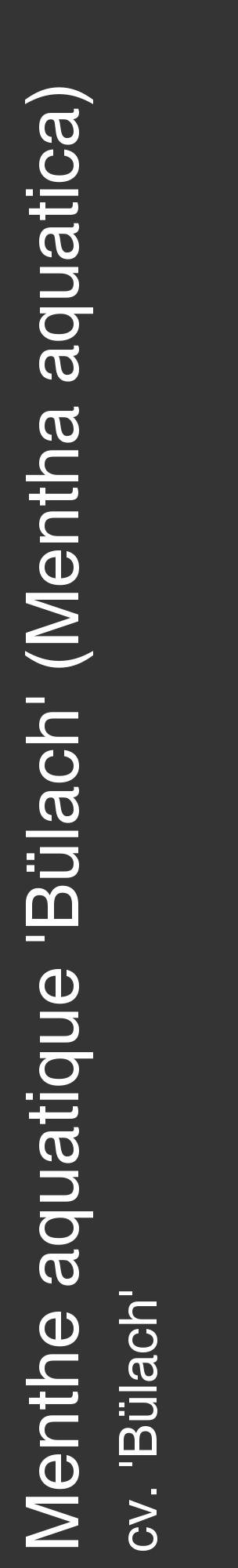 Étiquette de : Mentha aquatica cv. 'Bülach' - format c - style blanche46_basique_basiquehel avec comestibilité - position verticale