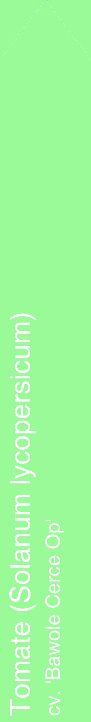Étiquette de : Solanum lycopersicum cv. 'Bawole Cerce Op' - format c - style blanche14_simplehel avec comestibilité