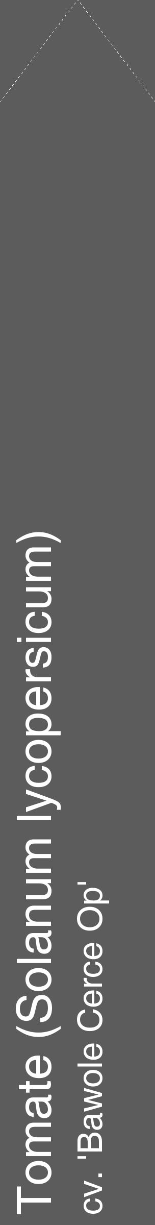 Étiquette de : Solanum lycopersicum cv. 'Bawole Cerce Op' - format c - style blanche49_simple_simplehel avec comestibilité - position verticale