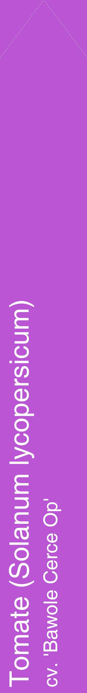 Étiquette de : Solanum lycopersicum cv. 'Bawole Cerce Op' - format c - style blanche50_simplehel avec comestibilité