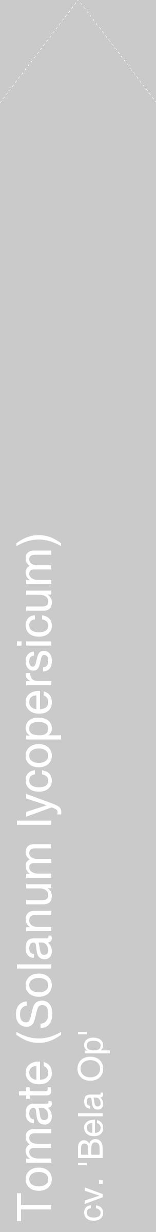 Étiquette de : Solanum lycopersicum cv. 'Bela Op' - format c - style blanche21_simple_simplehel avec comestibilité - position verticale
