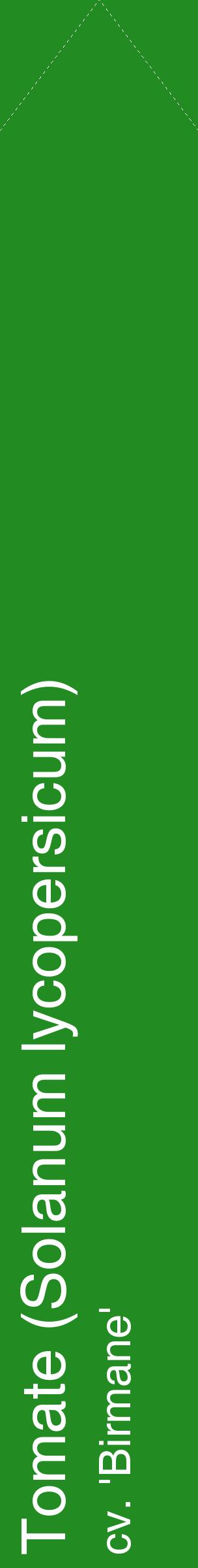 Étiquette de : Solanum lycopersicum cv. 'Birmane' - format c - style blanche10_simplehel avec comestibilité