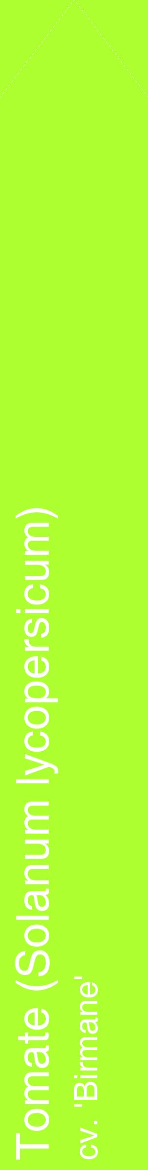 Étiquette de : Solanum lycopersicum cv. 'Birmane' - format c - style blanche17_simplehel avec comestibilité