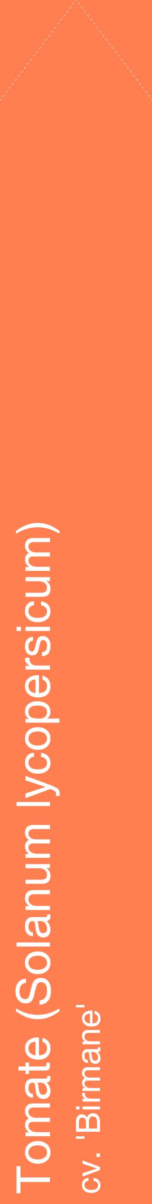 Étiquette de : Solanum lycopersicum cv. 'Birmane' - format c - style blanche24_simplehel avec comestibilité