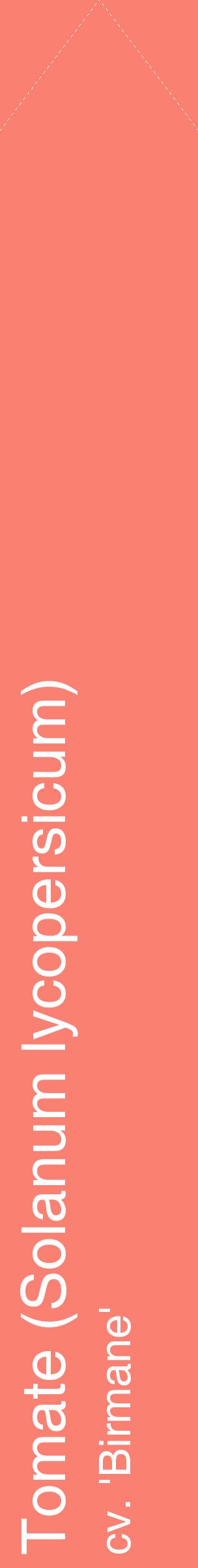 Étiquette de : Solanum lycopersicum cv. 'Birmane' - format c - style blanche38_simplehel avec comestibilité