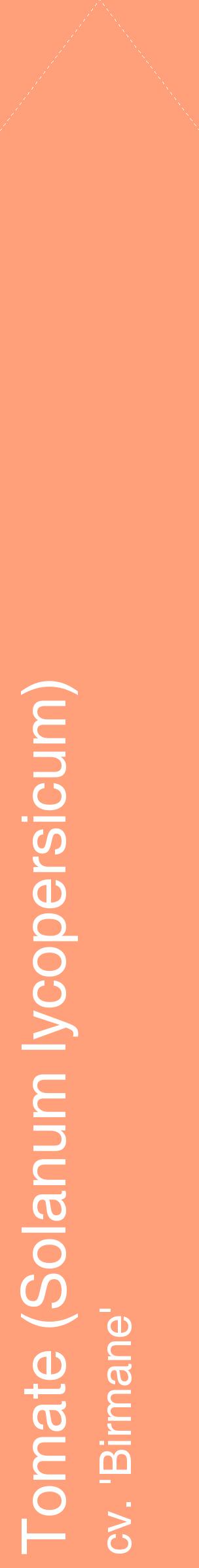 Étiquette de : Solanum lycopersicum cv. 'Birmane' - format c - style blanche39_simplehel avec comestibilité