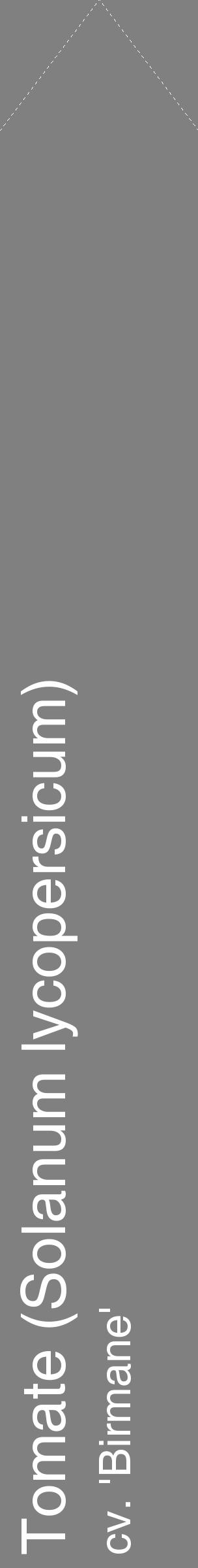 Étiquette de : Solanum lycopersicum cv. 'Birmane' - format c - style blanche57_simplehel avec comestibilité