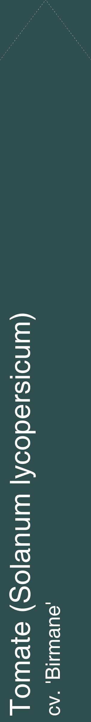 Étiquette de : Solanum lycopersicum cv. 'Birmane' - format c - style blanche58_simplehel avec comestibilité