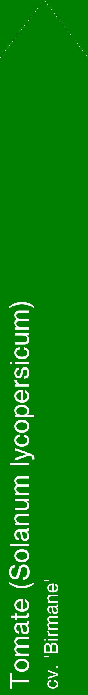Étiquette de : Solanum lycopersicum cv. 'Birmane' - format c - style blanche9_simplehel avec comestibilité