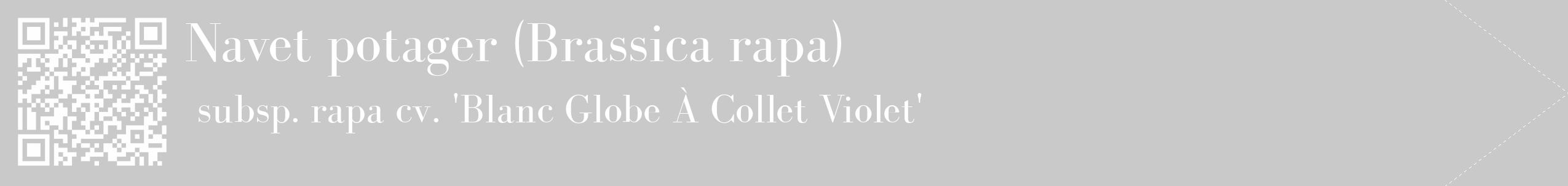 Étiquette de : Brassica rapa subsp. rapa cv. 'Blanc Globe À Collet Violet' - format c - style blanche54_simple_simplebod avec qrcode et comestibilité