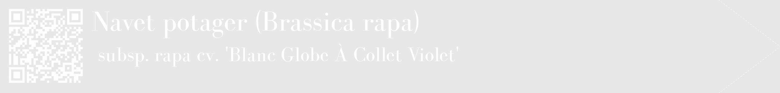 Étiquette de : Brassica rapa subsp. rapa cv. 'Blanc Globe À Collet Violet' - format c - style blanche55_simple_simplebod avec qrcode et comestibilité