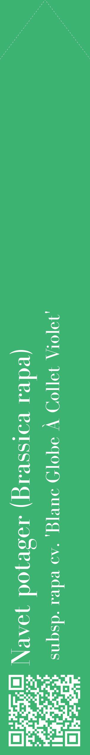 Étiquette de : Brassica rapa subsp. rapa cv. 'Blanc Globe À Collet Violet' - format c - style blanche12_simple_simplebod avec qrcode et comestibilité - position verticale