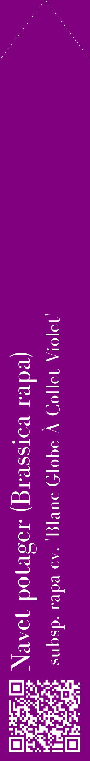 Étiquette de : Brassica rapa subsp. rapa cv. 'Blanc Globe À Collet Violet' - format c - style blanche46_simple_simplebod avec qrcode et comestibilité - position verticale