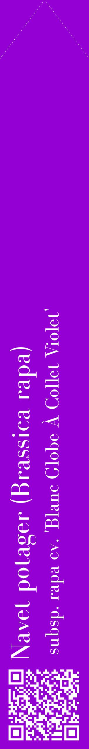 Étiquette de : Brassica rapa subsp. rapa cv. 'Blanc Globe À Collet Violet' - format c - style blanche48_simplebod avec qrcode et comestibilité