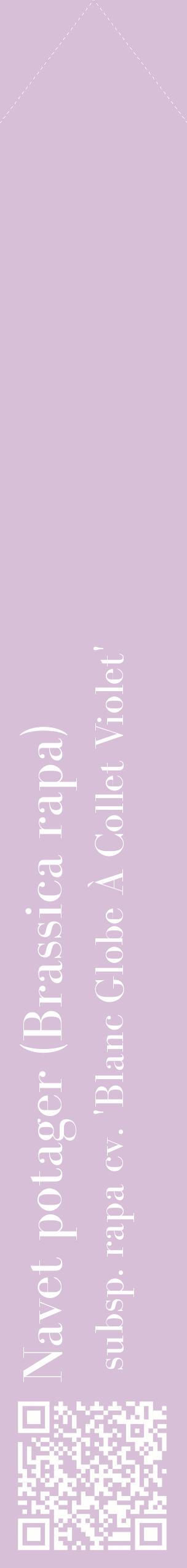 Étiquette de : Brassica rapa subsp. rapa cv. 'Blanc Globe À Collet Violet' - format c - style blanche54_simplebod avec qrcode et comestibilité