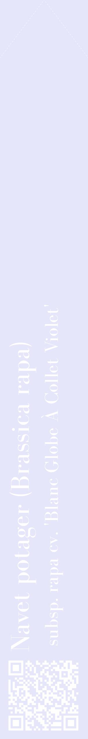 Étiquette de : Brassica rapa subsp. rapa cv. 'Blanc Globe À Collet Violet' - format c - style blanche55_simplebod avec qrcode et comestibilité