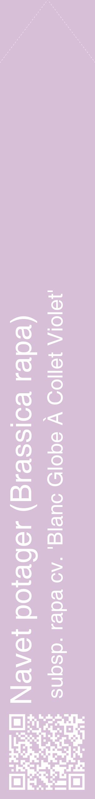 Étiquette de : Brassica rapa subsp. rapa cv. 'Blanc Globe À Collet Violet' - format c - style blanche54_simplehel avec qrcode et comestibilité