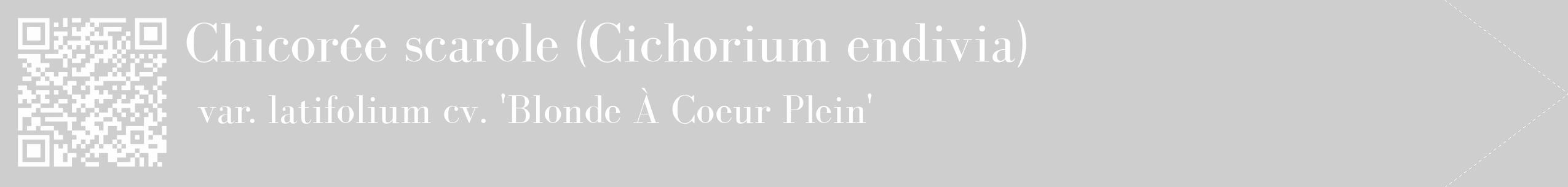 Étiquette de : Cichorium endivia var. latifolium cv. 'Blonde À Coeur Plein' - format c - style blanche17_simple_simplebod avec qrcode et comestibilité