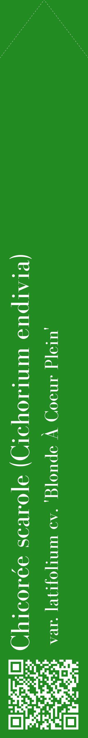 Étiquette de : Cichorium endivia var. latifolium cv. 'Blonde À Coeur Plein' - format c - style blanche10_simplebod avec qrcode et comestibilité
