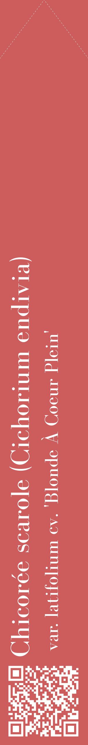 Étiquette de : Cichorium endivia var. latifolium cv. 'Blonde À Coeur Plein' - format c - style blanche35_simplebod avec qrcode et comestibilité