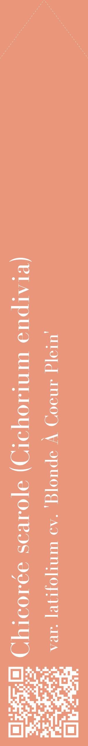 Étiquette de : Cichorium endivia var. latifolium cv. 'Blonde À Coeur Plein' - format c - style blanche37_simplebod avec qrcode et comestibilité