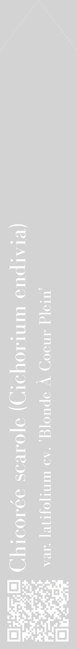 Étiquette de : Cichorium endivia var. latifolium cv. 'Blonde À Coeur Plein' - format c - style blanche56_simplebod avec qrcode et comestibilité