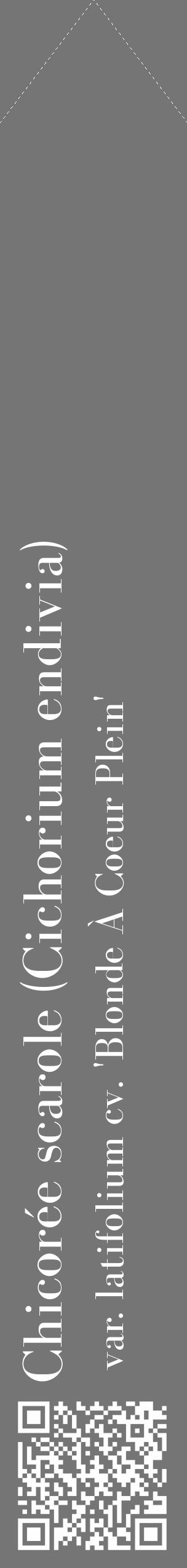 Étiquette de : Cichorium endivia var. latifolium cv. 'Blonde À Coeur Plein' - format c - style blanche5_simple_simplebod avec qrcode et comestibilité - position verticale