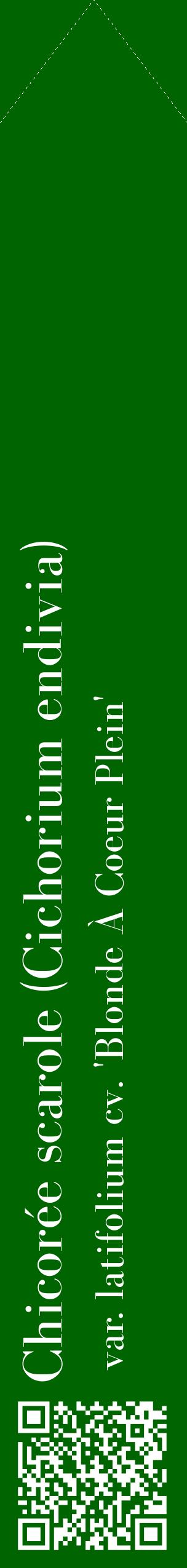 Étiquette de : Cichorium endivia var. latifolium cv. 'Blonde À Coeur Plein' - format c - style blanche8_simplebod avec qrcode et comestibilité