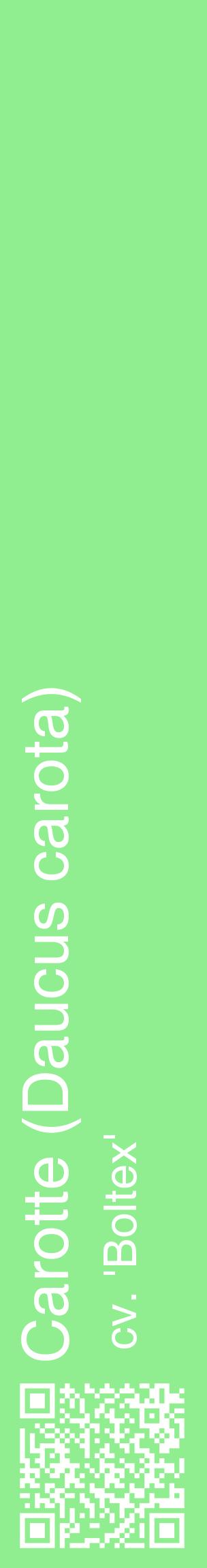 Étiquette de : Daucus carota cv. 'Boltex' - format c - style blanche15_basiquehel avec qrcode et comestibilité