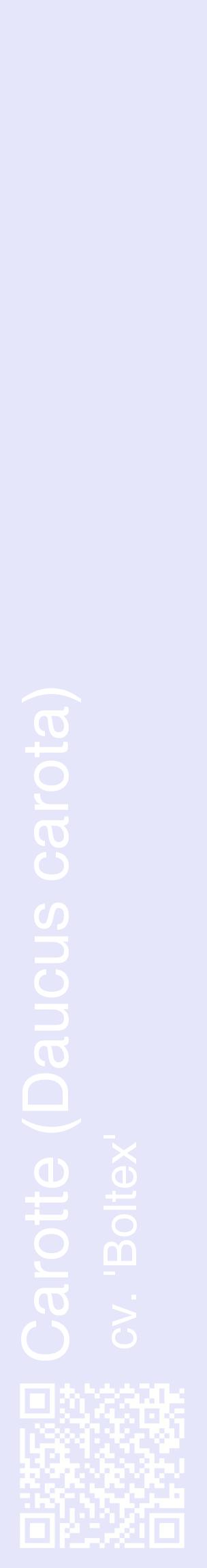 Étiquette de : Daucus carota cv. 'Boltex' - format c - style blanche55_basiquehel avec qrcode et comestibilité