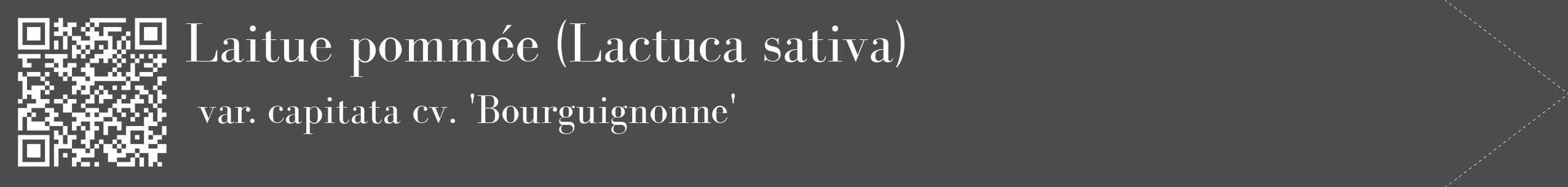 Étiquette de : Lactuca sativa var. capitata cv. 'Bourguignonne' - format c - style blanche27_simple_simplebod avec qrcode et comestibilité