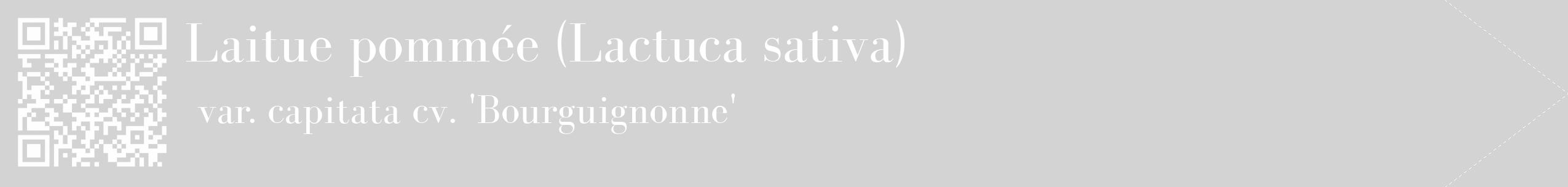Étiquette de : Lactuca sativa var. capitata cv. 'Bourguignonne' - format c - style blanche56_simple_simplebod avec qrcode et comestibilité