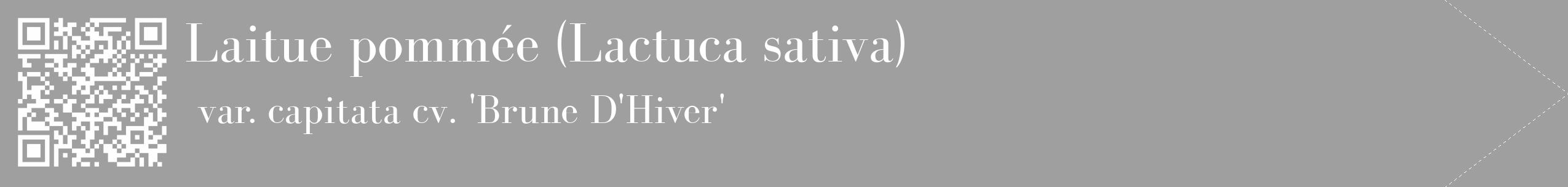 Étiquette de : Lactuca sativa var. capitata cv. 'Brune D'Hiver' - format c - style blanche24_simple_simplebod avec qrcode et comestibilité
