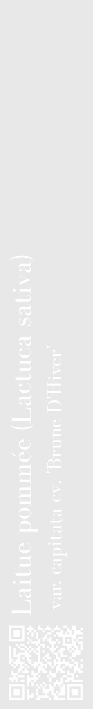 Étiquette de : Lactuca sativa var. capitata cv. 'Brune D'Hiver' - format c - style blanche55_basique_basiquebod avec qrcode et comestibilité - position verticale