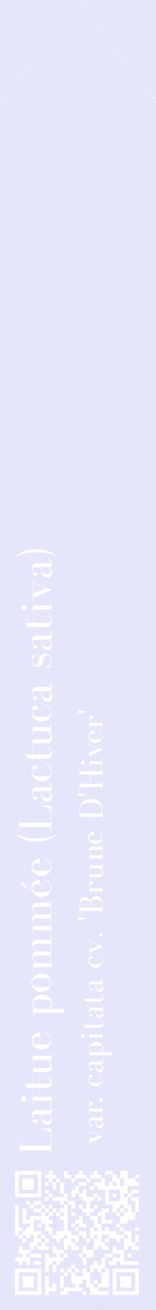Étiquette de : Lactuca sativa var. capitata cv. 'Brune D'Hiver' - format c - style blanche55_simplebod avec qrcode et comestibilité