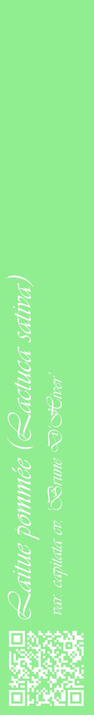 Étiquette de : Lactuca sativa var. capitata cv. 'Brune D'Hiver' - format c - style blanche15_basiqueviv avec qrcode et comestibilité