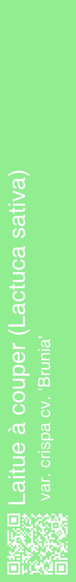 Étiquette de : Lactuca sativa var. crispa cv. 'Brunia' - format c - style blanche15_basiquehel avec qrcode et comestibilité
