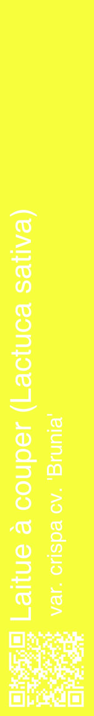 Étiquette de : Lactuca sativa var. crispa cv. 'Brunia' - format c - style blanche18_basiquehel avec qrcode et comestibilité