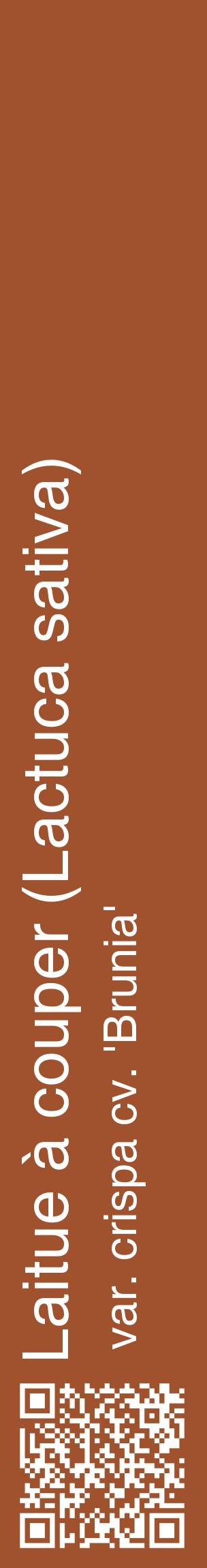 Étiquette de : Lactuca sativa var. crispa cv. 'Brunia' - format c - style blanche32_basiquehel avec qrcode et comestibilité