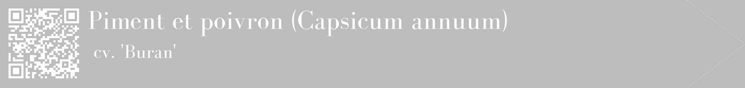 Étiquette de : Capsicum annuum cv. 'Buran' - format c - style blanche1_simple_simplebod avec qrcode et comestibilité