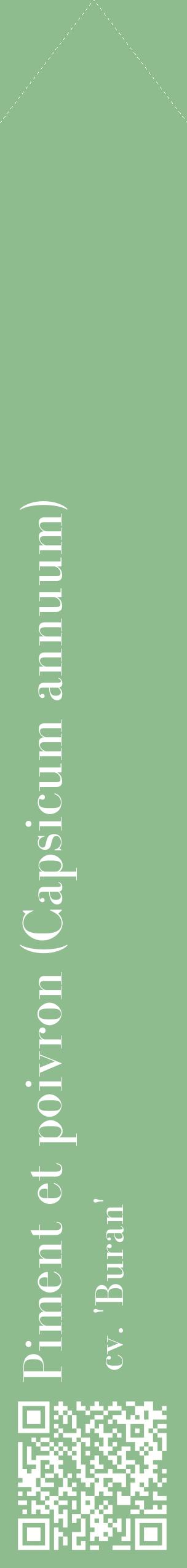 Étiquette de : Capsicum annuum cv. 'Buran' - format c - style blanche13_simplebod avec qrcode et comestibilité