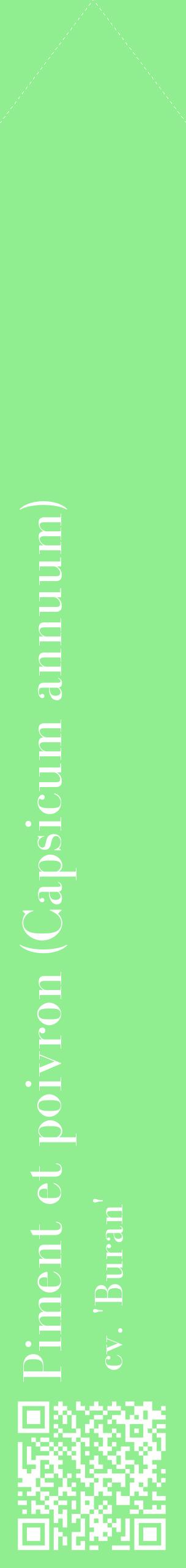 Étiquette de : Capsicum annuum cv. 'Buran' - format c - style blanche15_simplebod avec qrcode et comestibilité